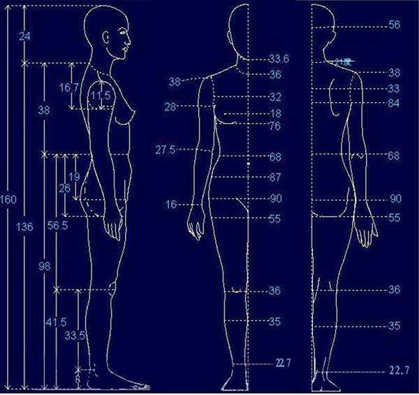 人体各部位尺寸表
